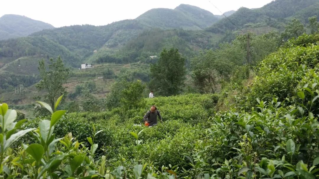 安康市富硒产品有哪些(安康富硒产业)-硒宝网