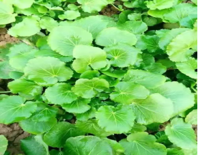 恩施富硒产品介绍（恩施的富硒产品价格都多少钱）-硒宝网