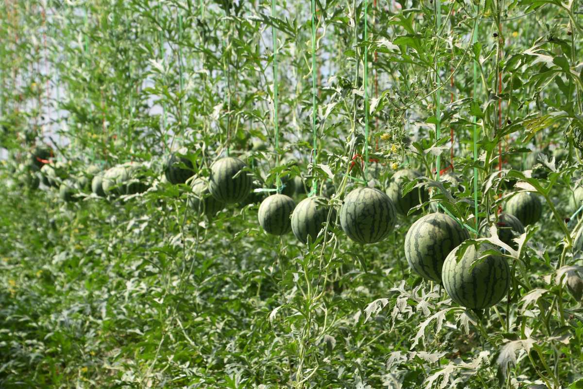 济阳仁风富硒西瓜（仁凤富硒西瓜）-硒宝网