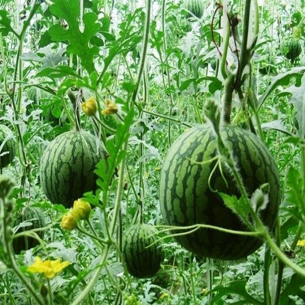济阳仁风富硒西瓜（仁凤富硒西瓜）-硒宝网