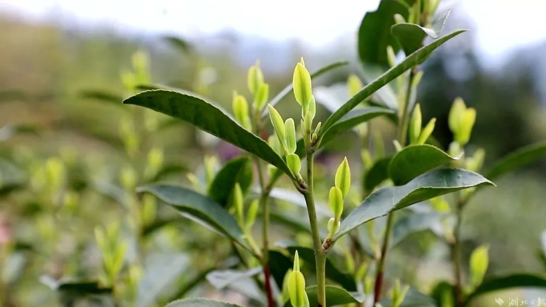 湖北恩施富硒茶多少钱一斤(恩施富硒茶21年新茶价格)-硒宝网