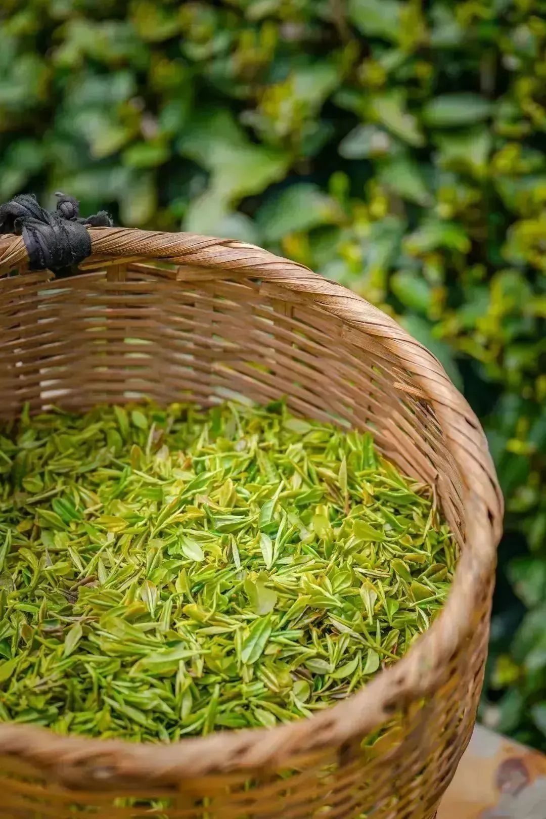 湖北恩施富硒茶多少钱一斤(恩施富硒茶21年新茶价格)-硒宝网