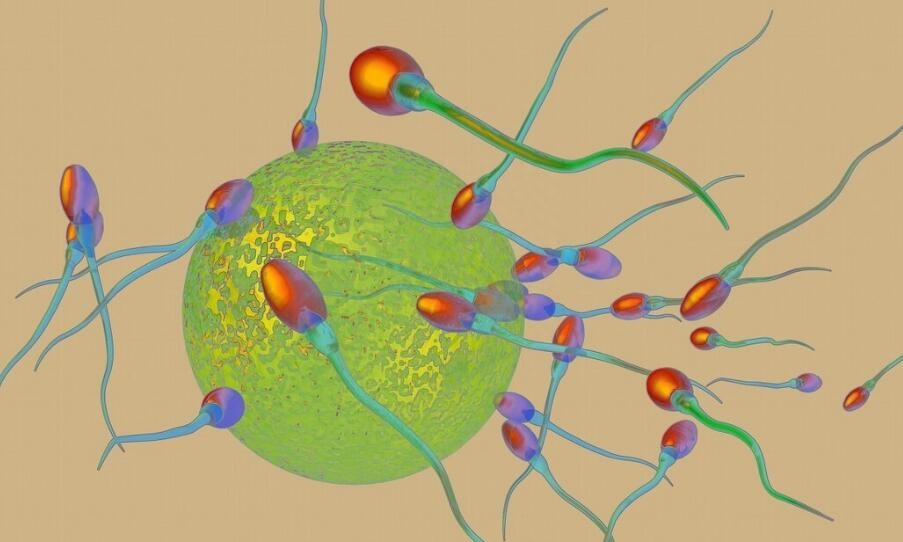 锌硒宝吃多久精子见效（锌硒宝片对弱精效果大吗）-硒宝网