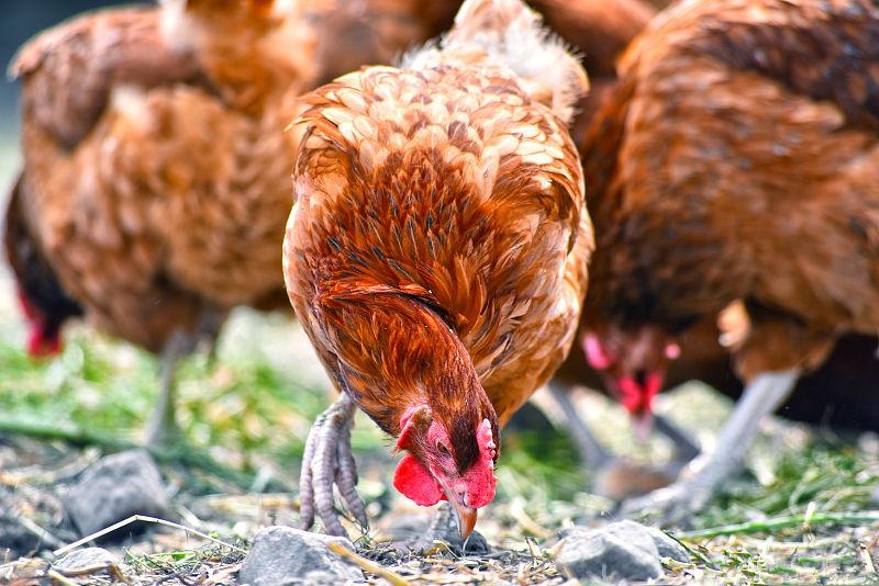 硒酵母片对甲状腺作用（酵母甲状腺片作用硒含量）-硒宝网