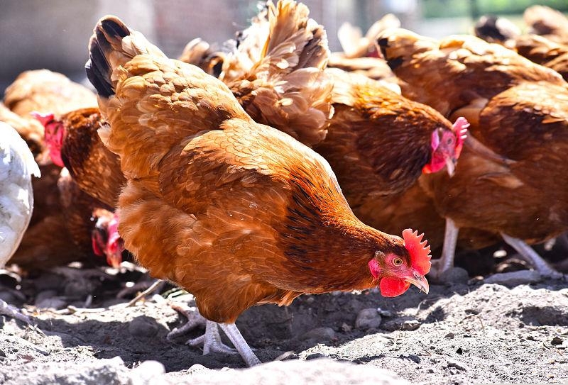 硒酵母片对甲状腺作用（酵母甲状腺片作用硒含量）-硒宝网