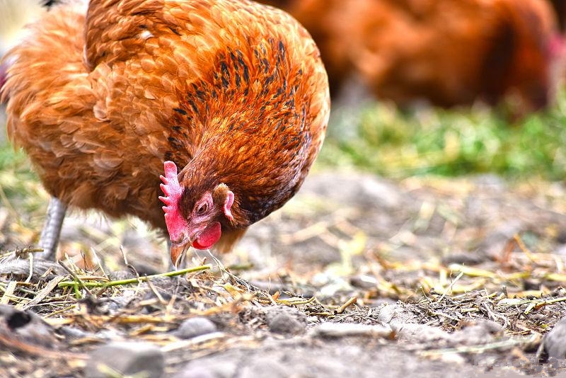 硒酵母片对甲状腺作用（酵母甲状腺片作用硒含量）-硒宝网