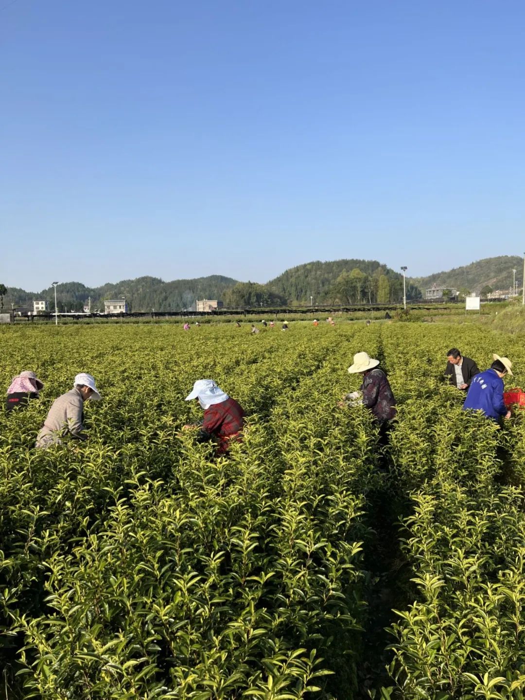 恩施富硒茶那个品牌好(恩施富硒茶厂)-硒宝网