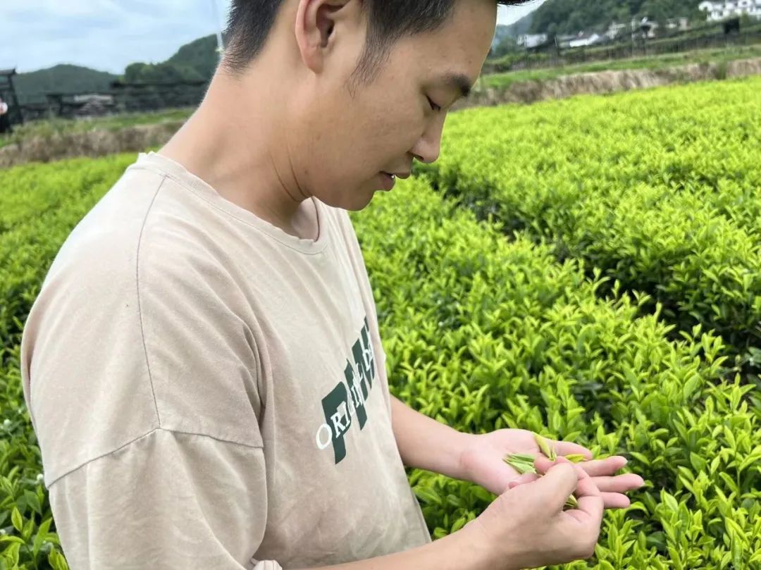 恩施富硒茶那个品牌好(恩施富硒茶厂)-硒宝网