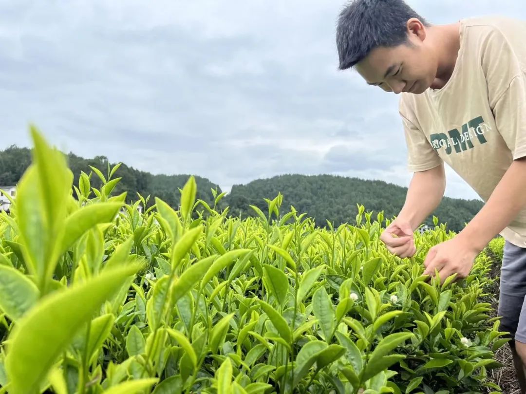 恩施富硒茶那个品牌好(恩施富硒茶厂)-硒宝网