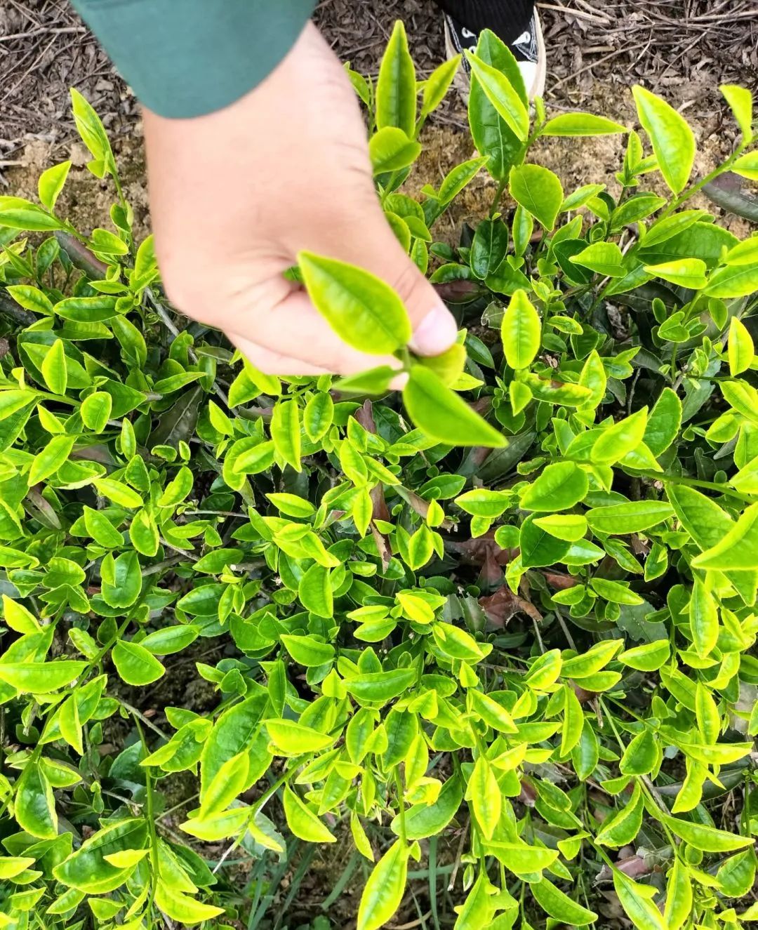 恩施富硒茶那个品牌好(恩施富硒茶厂)-硒宝网