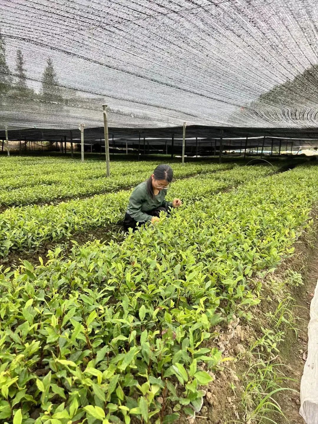 恩施富硒茶那个品牌好(恩施富硒茶厂)-硒宝网