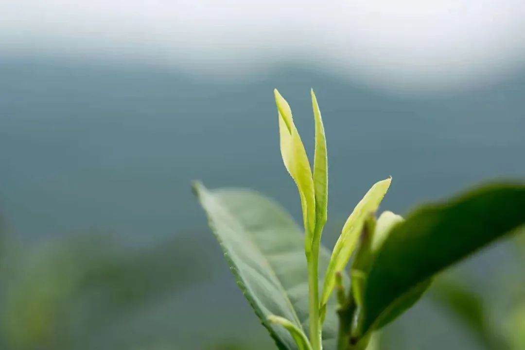 恩施富硒茶那个品牌好(恩施富硒茶厂)-硒宝网