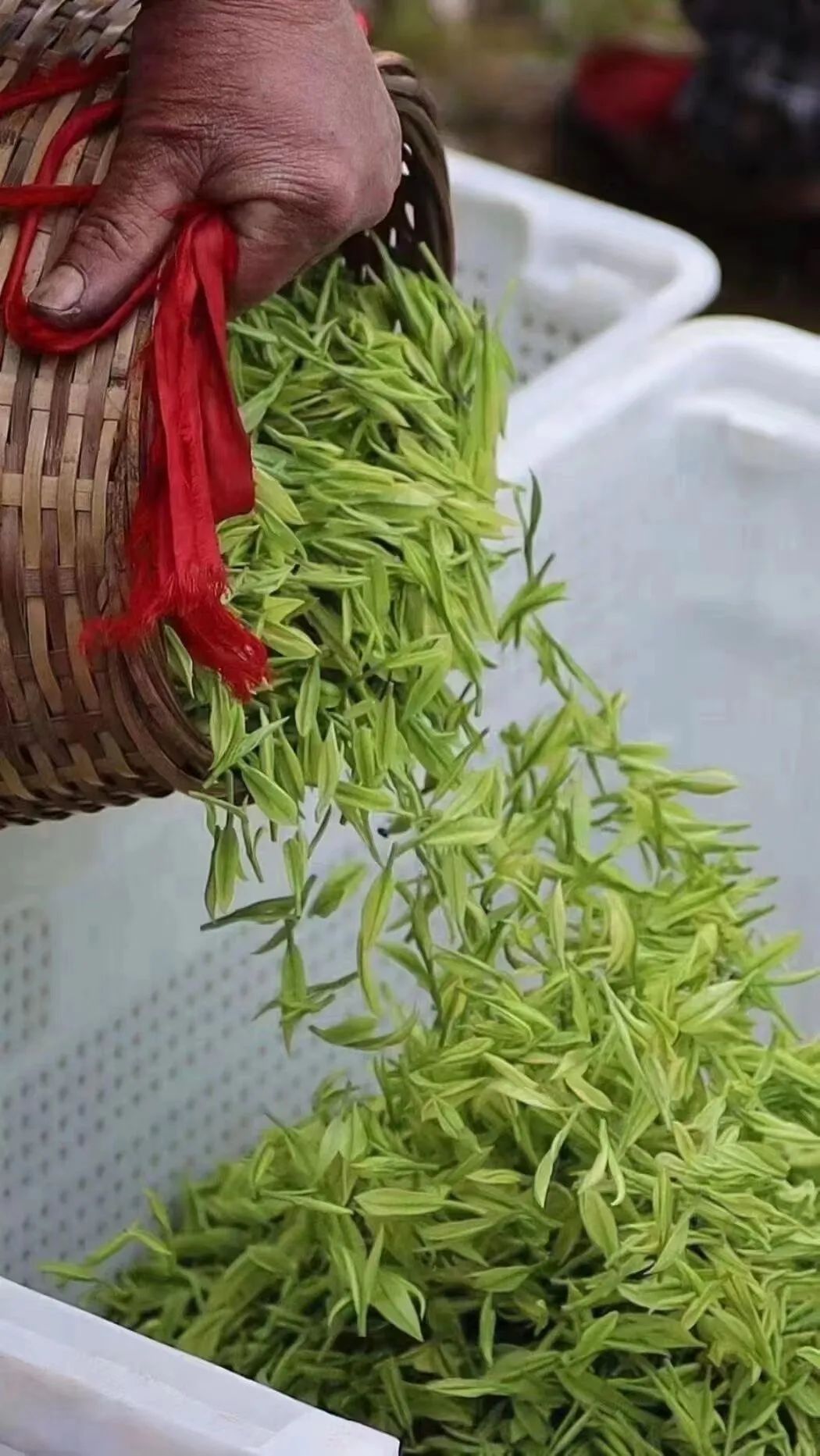 恩施富硒茶那个品牌好(恩施富硒茶厂)-硒宝网