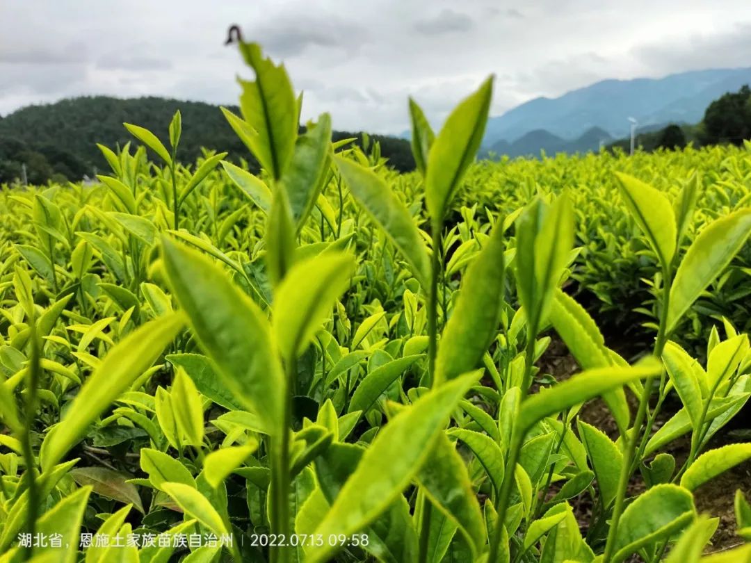 恩施富硒茶那个品牌好(恩施富硒茶厂)-硒宝网