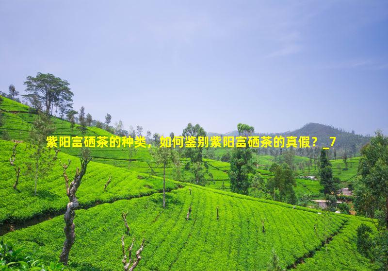 盘龙仙茗 紫阳富硒茶（紫阳盘龙茶叶）-硒宝网