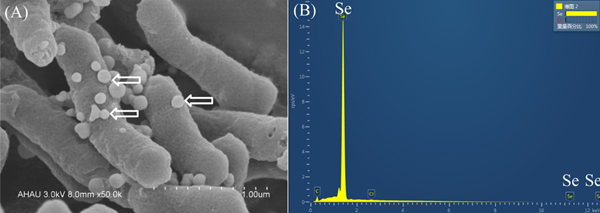 怎么科学补硒(科学补硒必须满足三个原则)-硒宝网