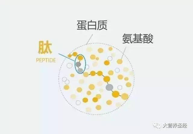 什么食物补充硒(补充硒类的食物有哪些)-硒宝网