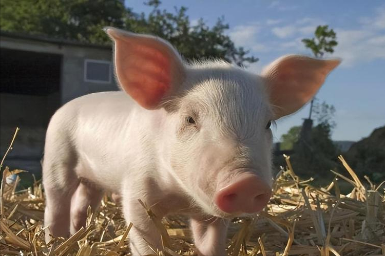 硒酵母片对甲状腺作用（酵母甲状腺片作用硒含量多少）-硒宝网