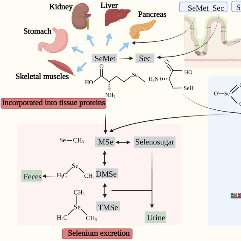 硒酵母片对甲状腺作用（酵母甲状腺片作用硒含量多少）-硒宝网