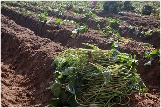 富硒地瓜为什么这么贵（富硒地瓜真的含硒吗）-硒宝网