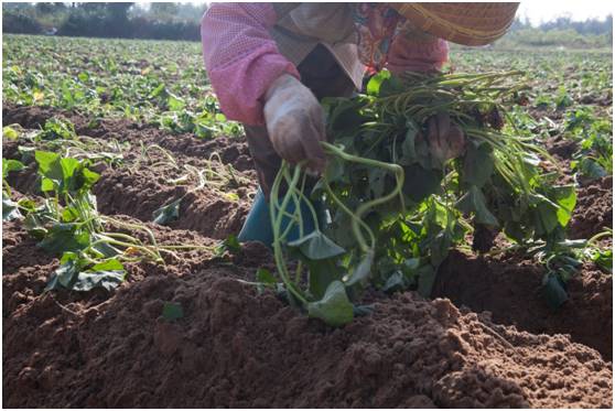 富硒地瓜为什么这么贵（富硒地瓜真的含硒吗）-硒宝网