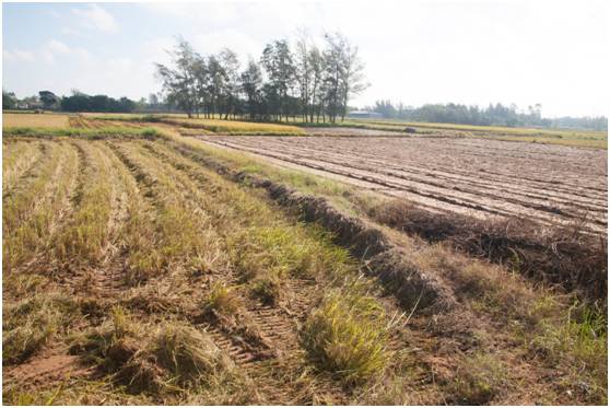 富硒地瓜为什么这么贵（富硒地瓜真的含硒吗）-硒宝网