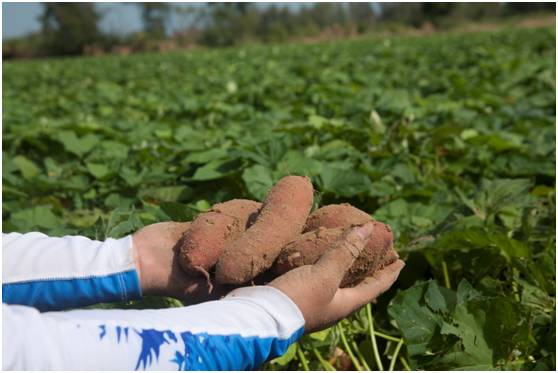 富硒地瓜为什么这么贵（富硒地瓜真的含硒吗）-硒宝网