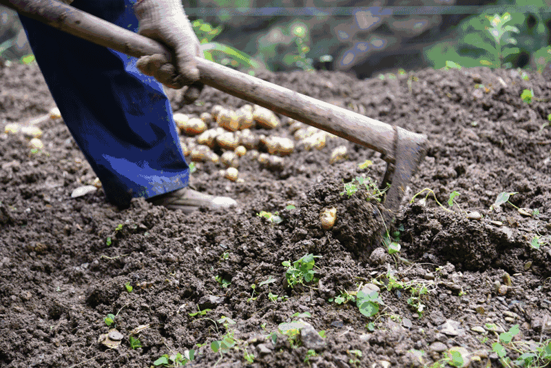 湖北恩施富硒大米品牌(恩施富硒米多少钱一斤)-硒宝网
