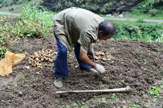 湖北恩施富硒大米品牌(恩施富硒米多少钱一斤)-硒宝网