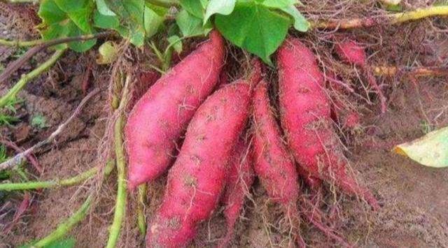 富硒地瓜为什么这么贵(富硒地瓜多少钱一斤)-硒宝网