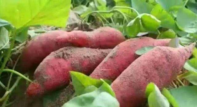 富硒地瓜为什么这么贵(富硒地瓜多少钱一斤)-硒宝网