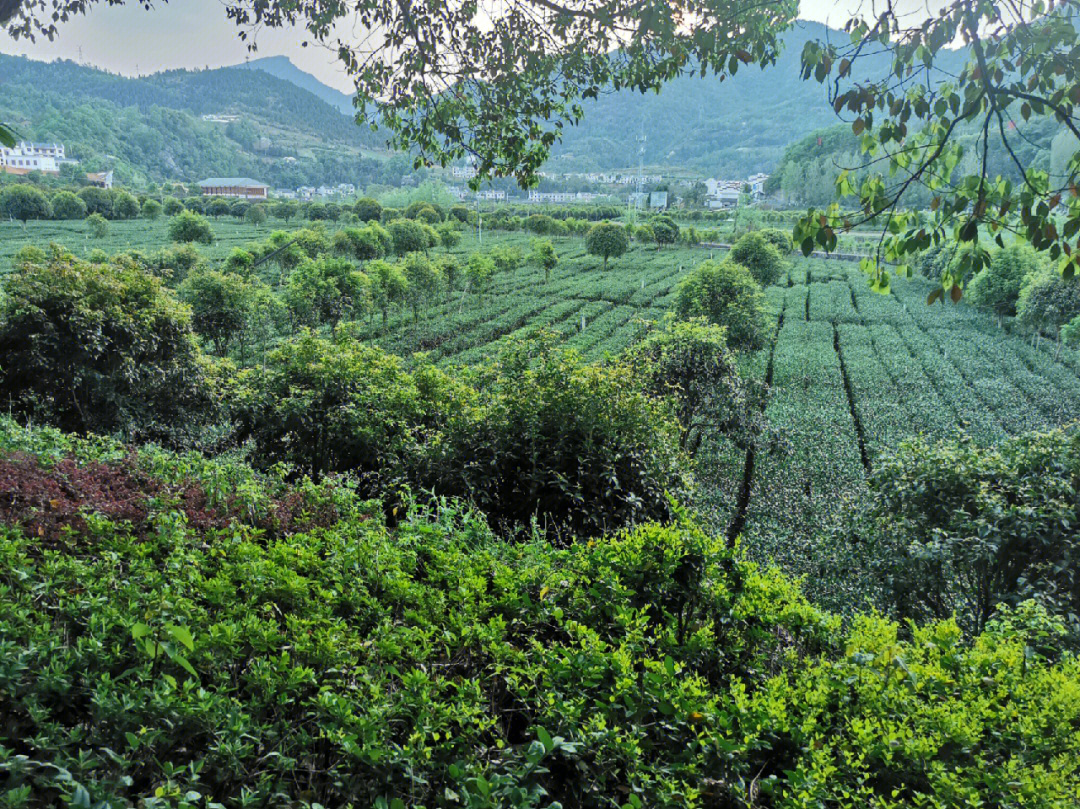 紫阳富硒茶有哪些品牌(紫阳富硒茶品牌大全)-硒宝网