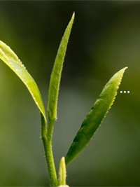 富硒茶的功效与副作用(富硒茶的营养价值)-硒宝网