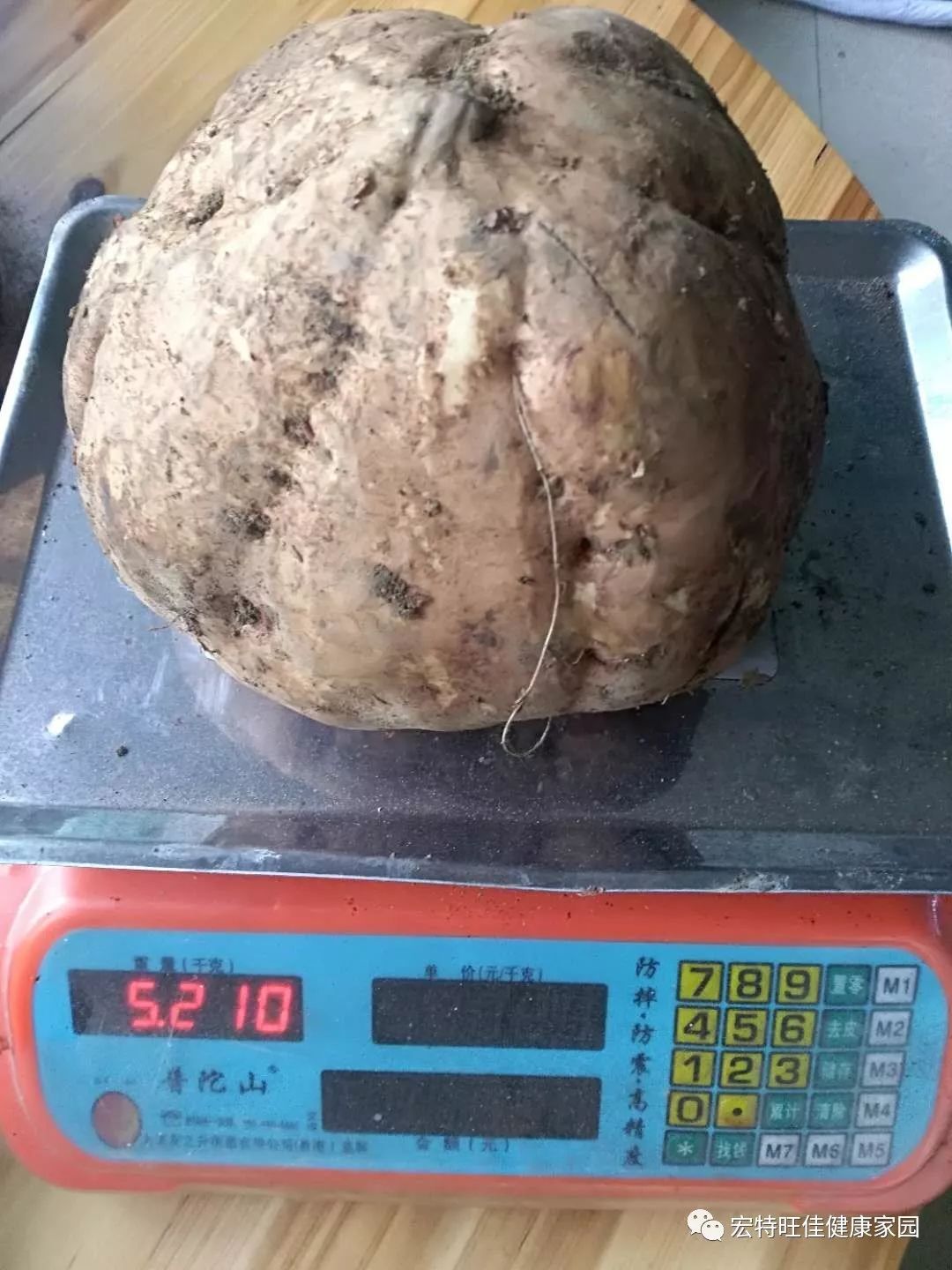 富硒地瓜是转基因的吗(地瓜转基因长什么样子)-硒宝网