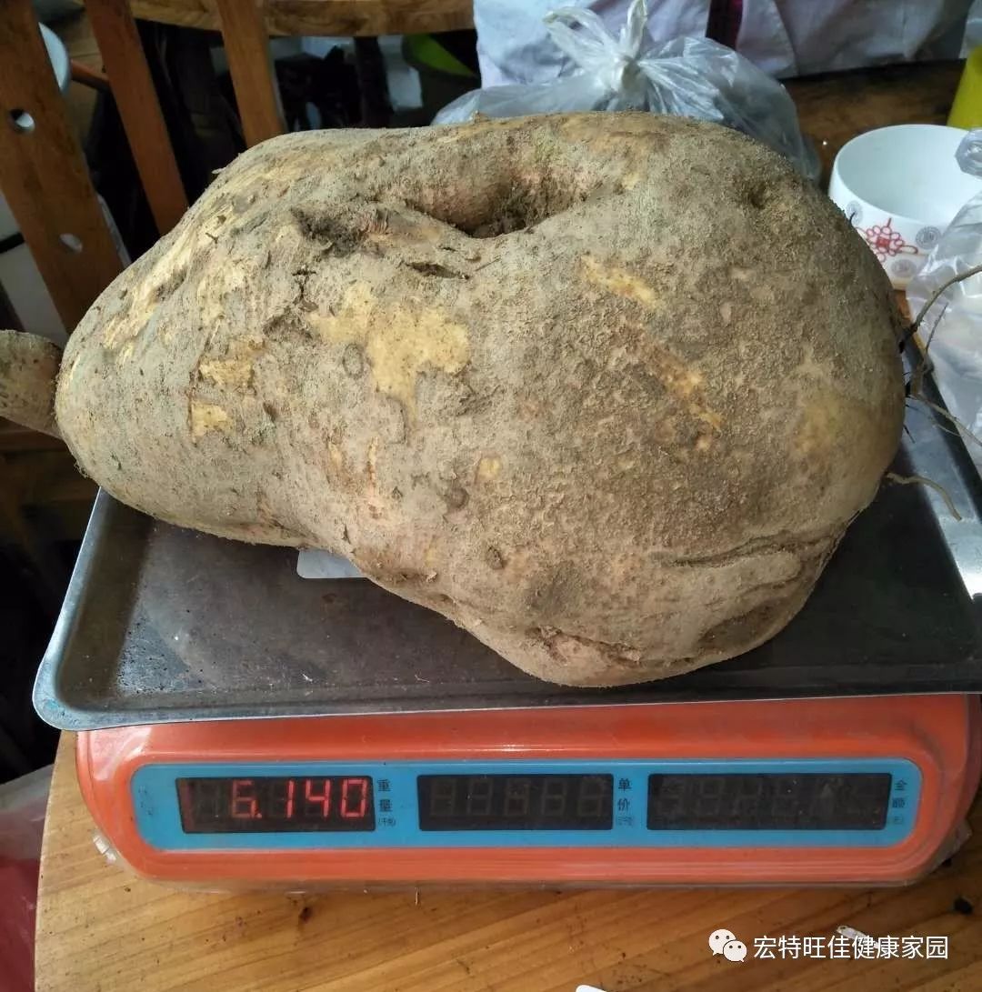 富硒地瓜是转基因的吗(地瓜转基因长什么样子)-硒宝网