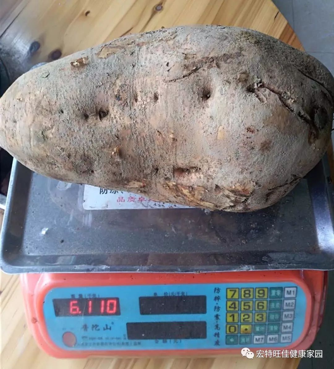 富硒地瓜是转基因的吗(地瓜转基因长什么样子)-硒宝网