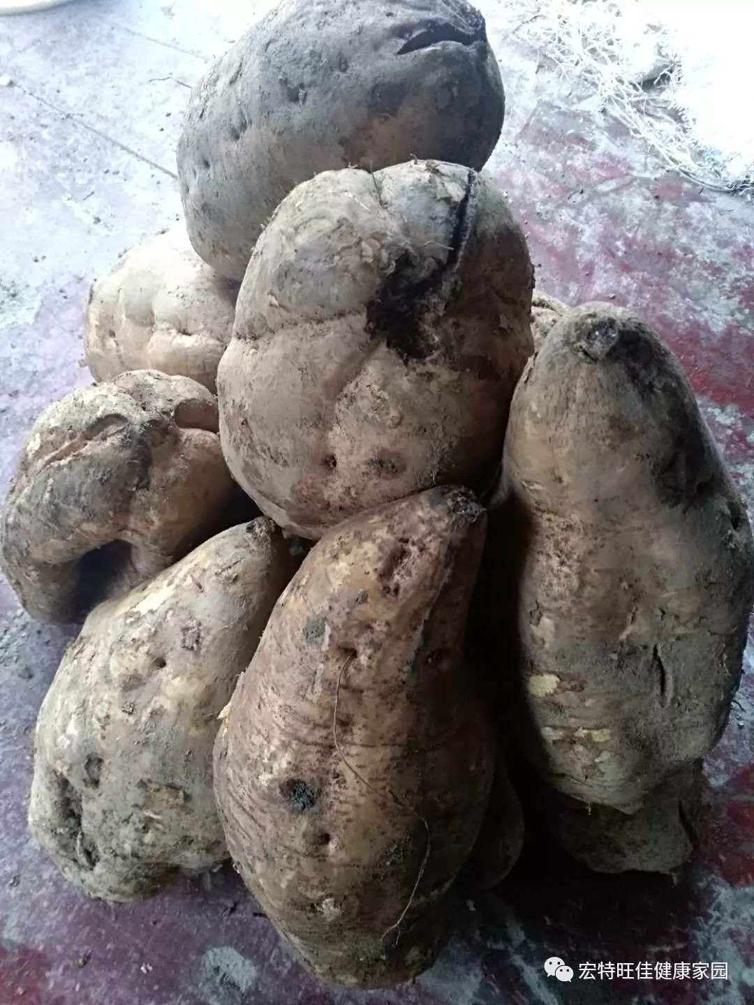 富硒地瓜是转基因的吗(地瓜转基因长什么样子)-硒宝网