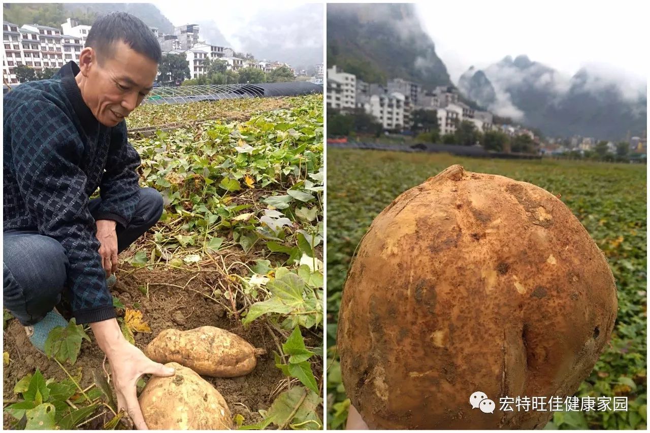 富硒地瓜是转基因的吗(地瓜转基因长什么样子)-硒宝网