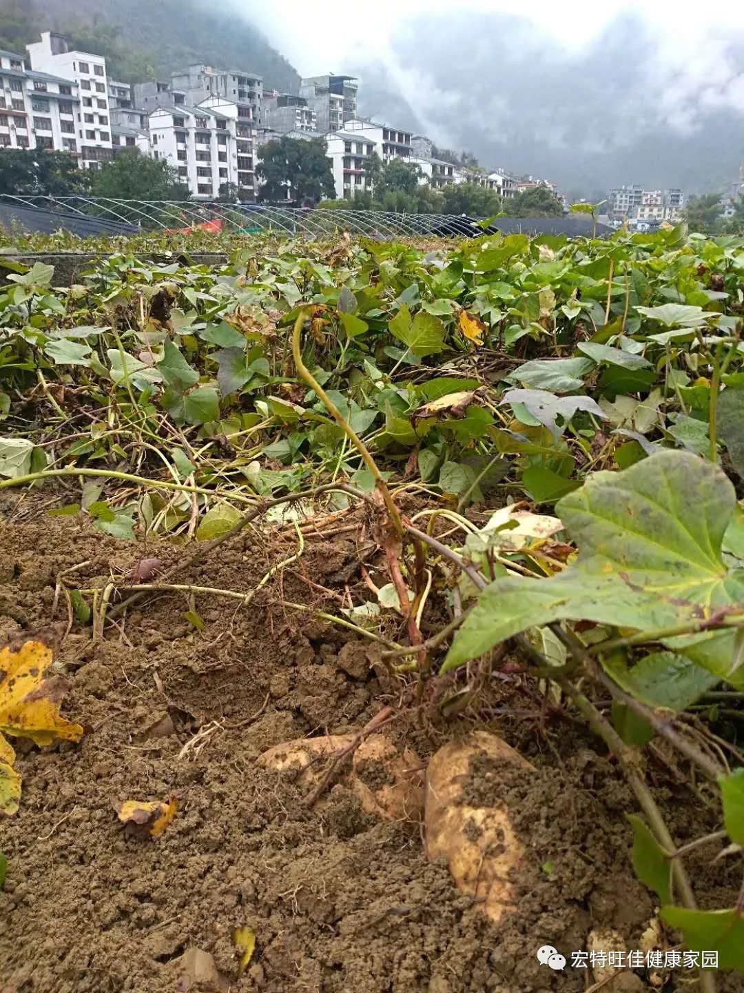 富硒地瓜是转基因的吗(地瓜转基因长什么样子)-硒宝网
