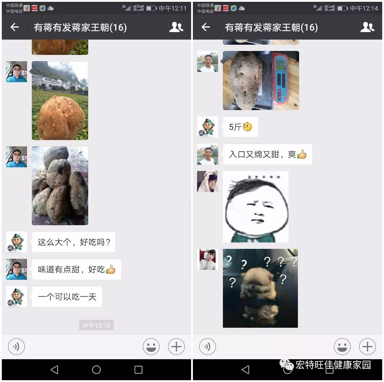 富硒地瓜是转基因的吗(地瓜转基因长什么样子)-硒宝网