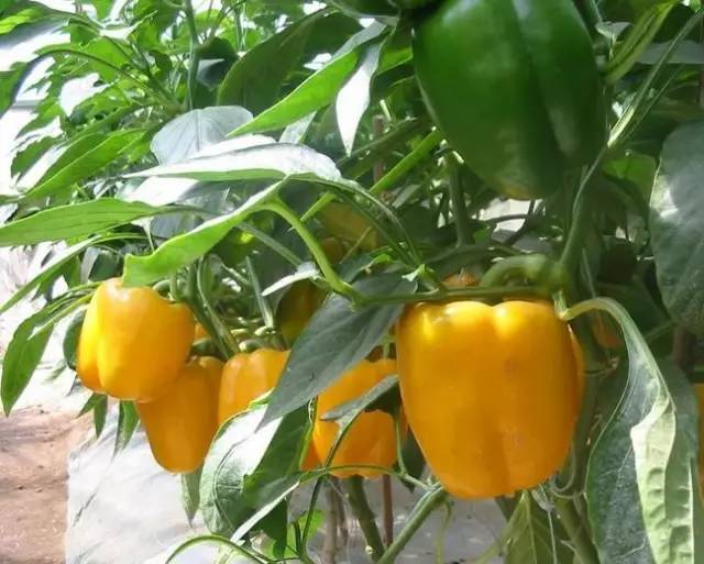 富硒地瓜是转基因的吗(基因地瓜转富硒是转基因吗)-硒宝网