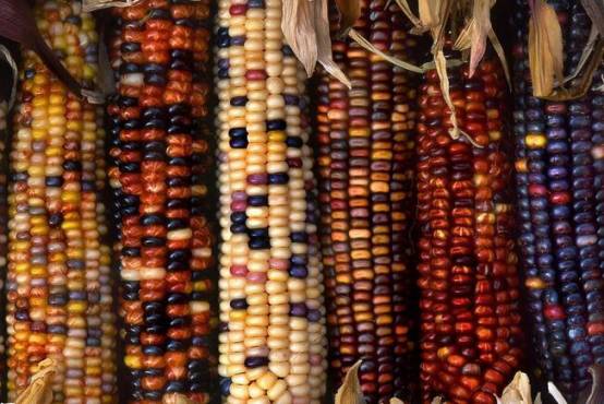 富硒地瓜是转基因的吗(基因地瓜转富硒是转基因吗)-硒宝网