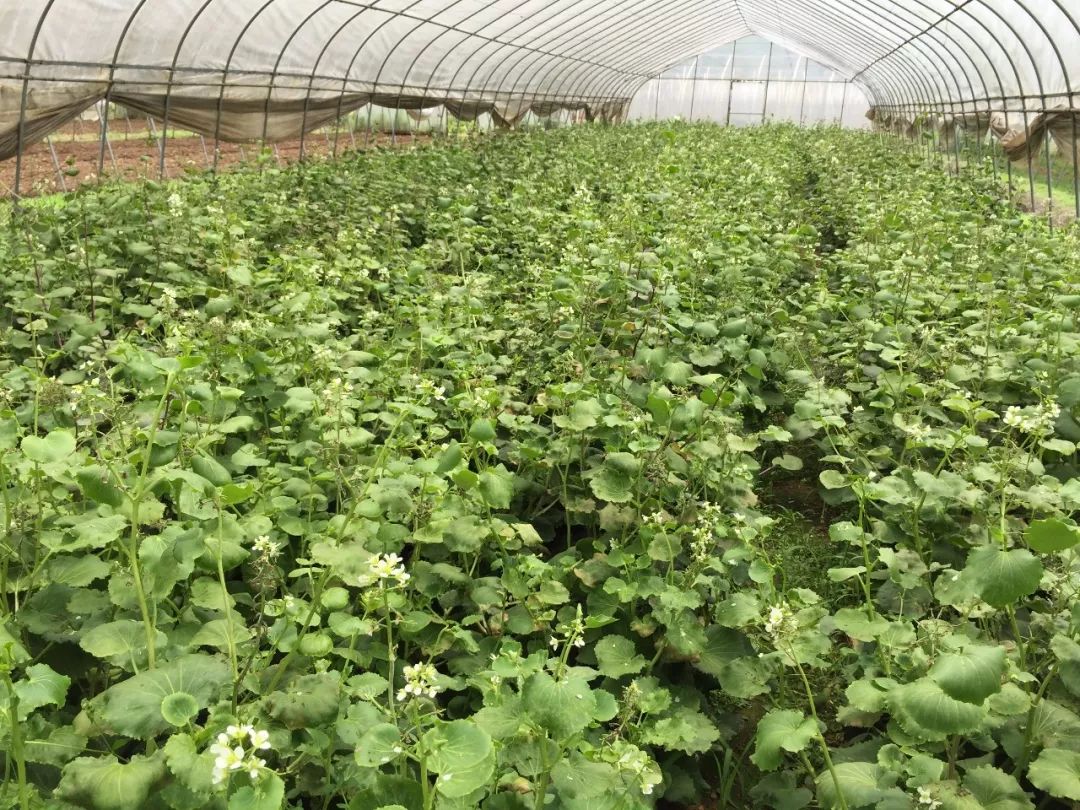 富硒植物蛋白片的功效（蛋白功效植物片富硒的作用）-硒宝网