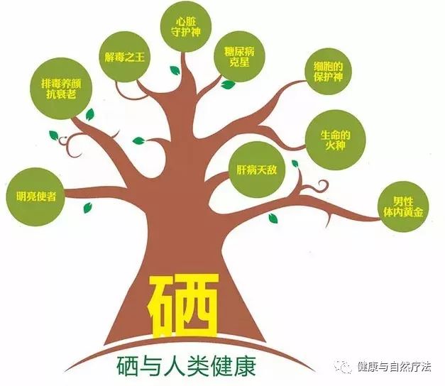 补硒应该补植物硒蛋白（硒蛋白植物片）-硒宝网