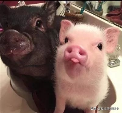 21天仔猪补硒补多少(仔猪补硒多了什么症状)-硒宝网