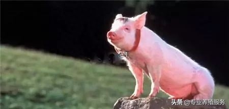 21天仔猪补硒补多少(仔猪补硒多了什么症状)-硒宝网