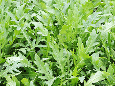 富硒大米 南方农村报(富硒大米基地)-硒宝网