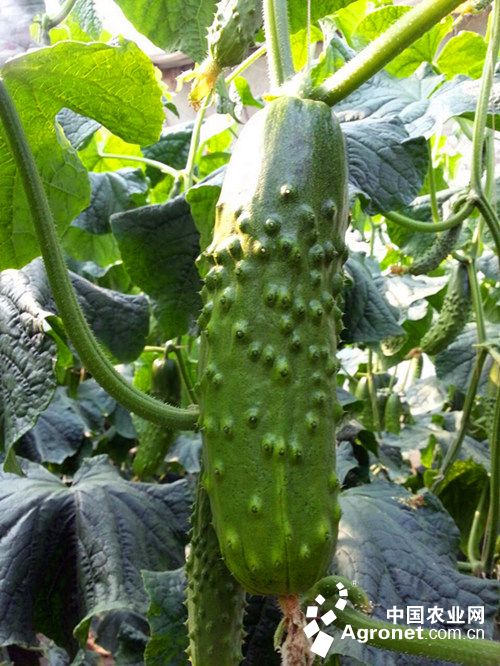 富硒大米 南方农村报(富硒大米基地)-硒宝网