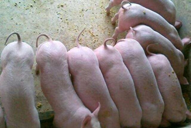 21天仔猪补硒补多少(小仔猪七天补硒得补多少毫升)-硒宝网