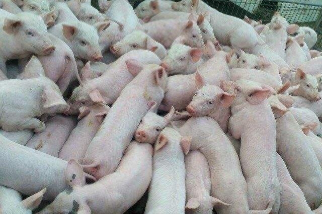 21天仔猪补硒补多少(小仔猪七天补硒得补多少毫升)-硒宝网